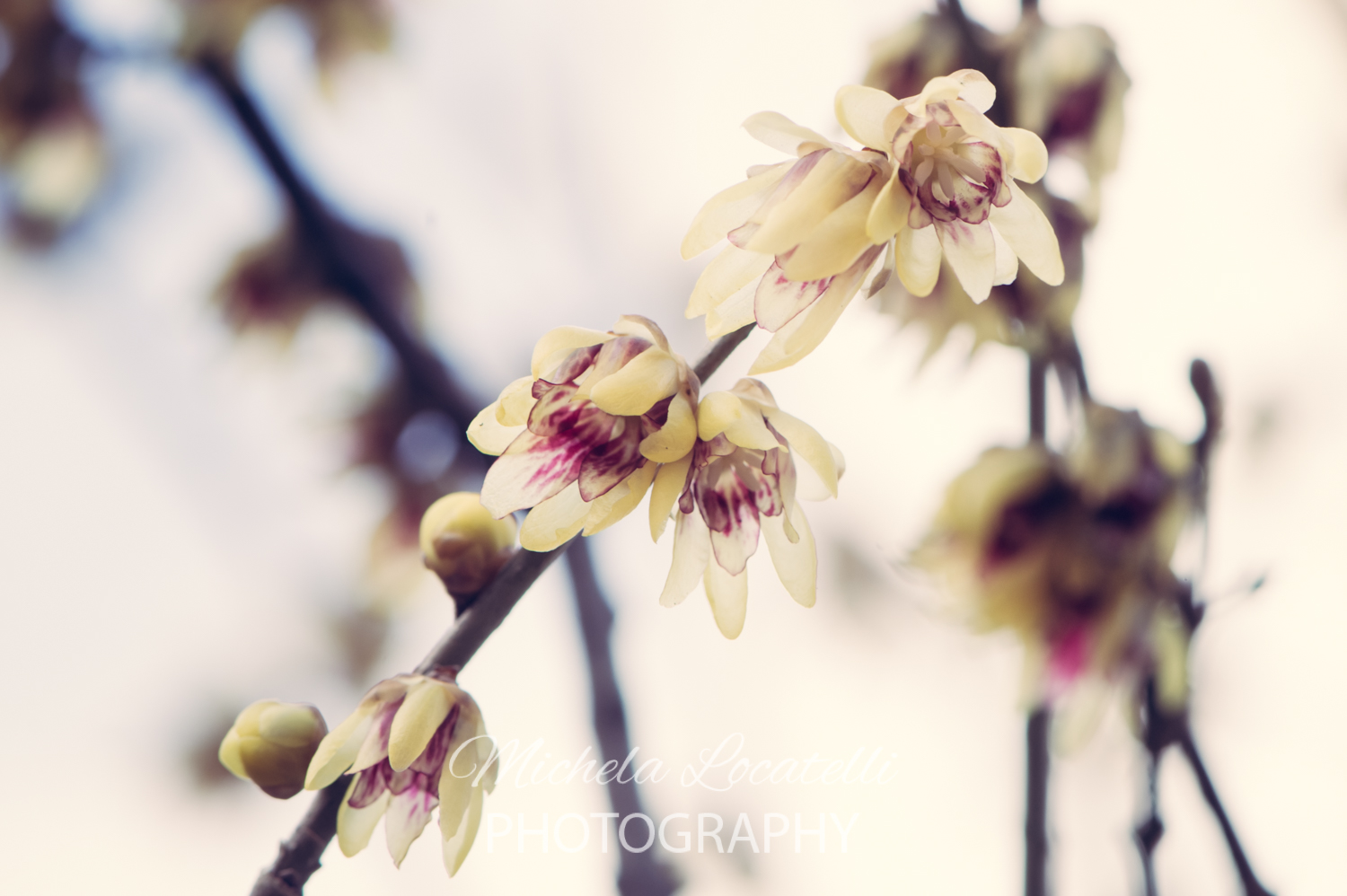 Il calicanto Il calicanto calicanto