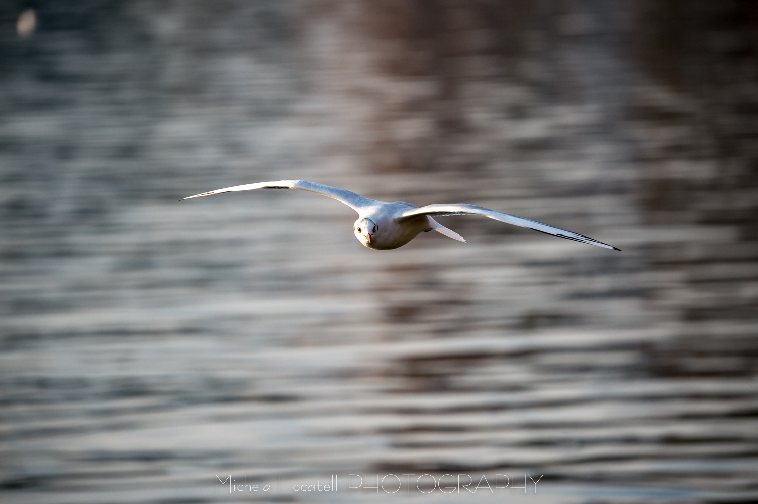 Passeggiando a Lugano - Parco Ciani 2018 Gabbiano,Ticino,lago,lugano,parco ciani,svizzera,swiss,uccelli,volare,